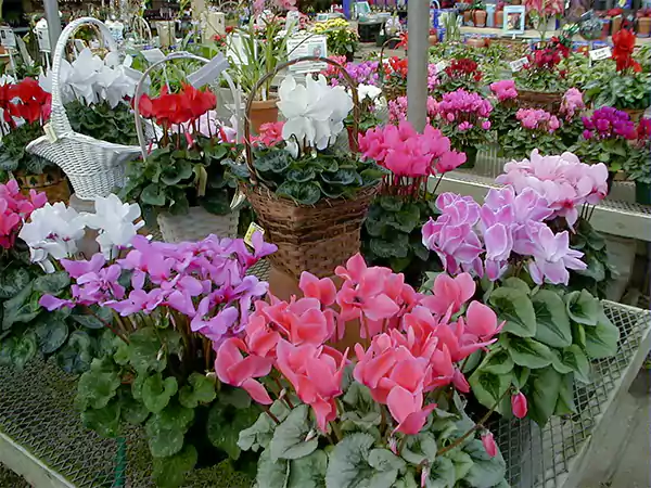 Cyclamen Plantttt