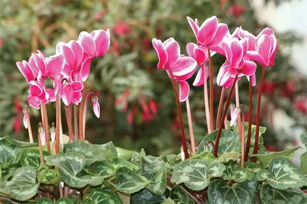 Cyclamen
