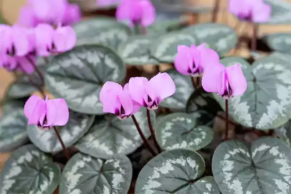 Eastern Cyclamen