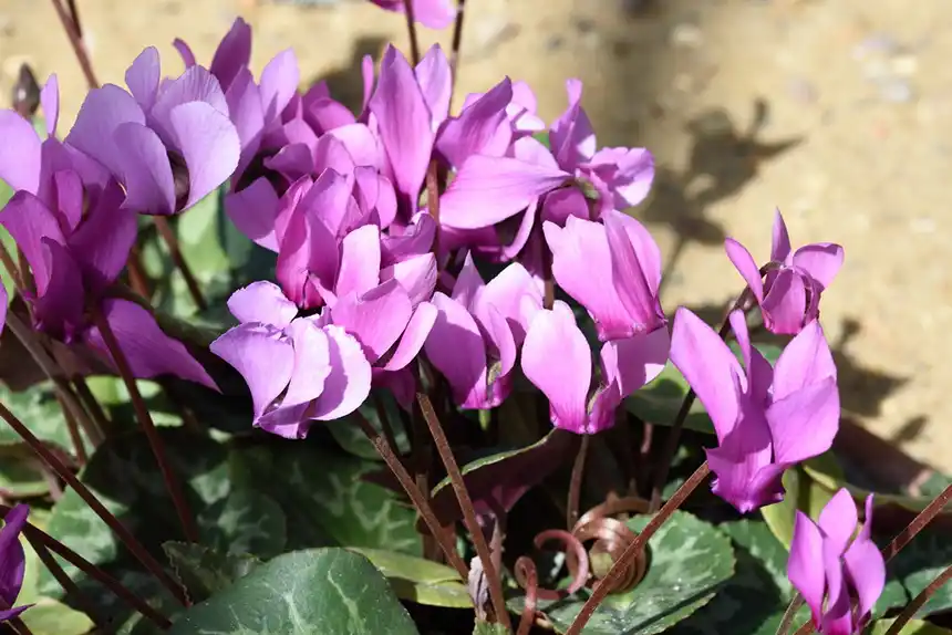European Cyclamen