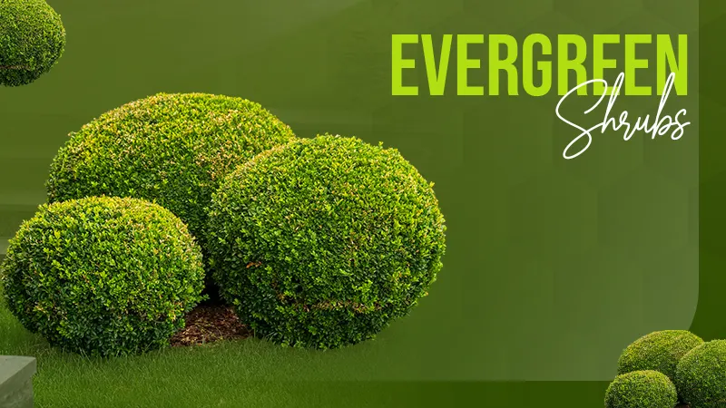 Evergreen Shrubs
