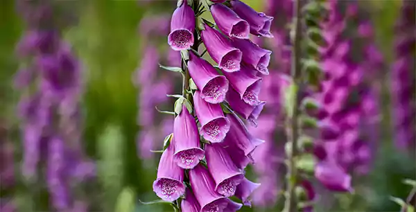Foxglove