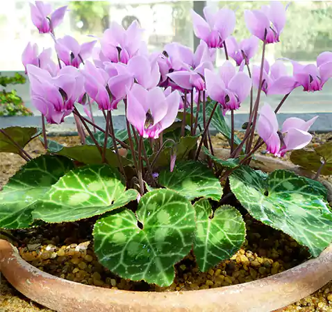Greek Cyclamen