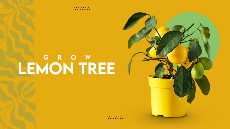 Grow Lemon Tree