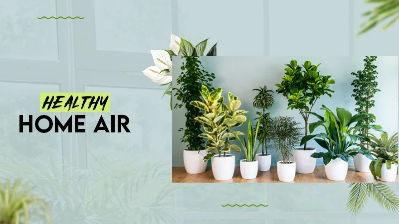 HEALTHY HOME AIR