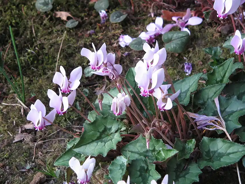 Hardy Cyclamen