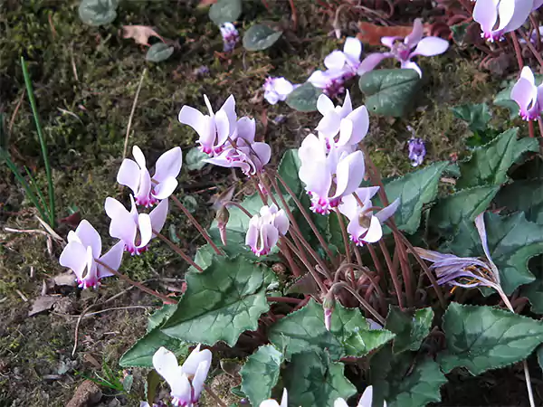 Hardy Cyclamen