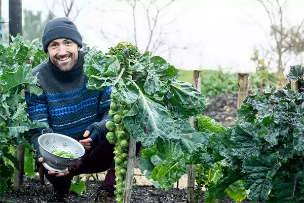 Harvesting Brussels