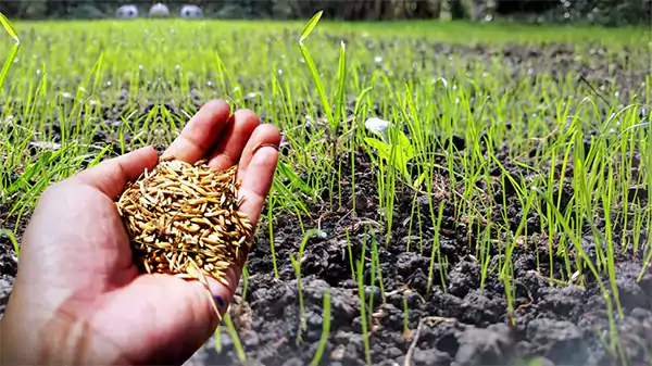 How to plant grass seed