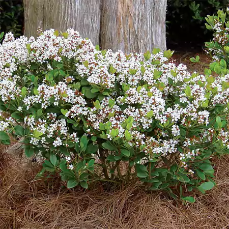 Indian Hawthorn