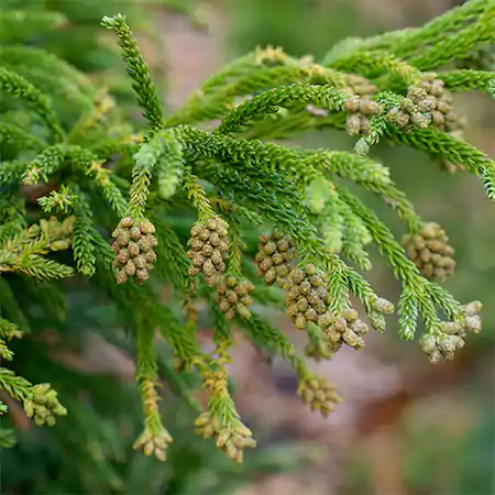 Japanese Cedar