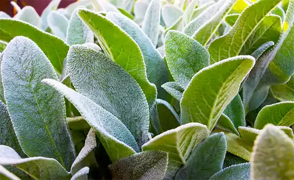 Lambs Ear