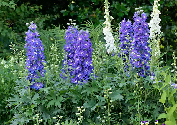 Larkspur