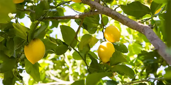 Lemon Tree