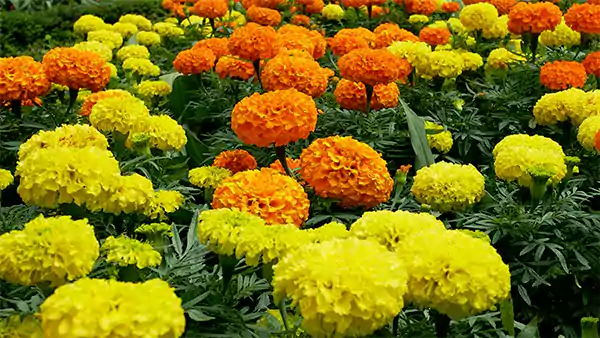 Marigolds