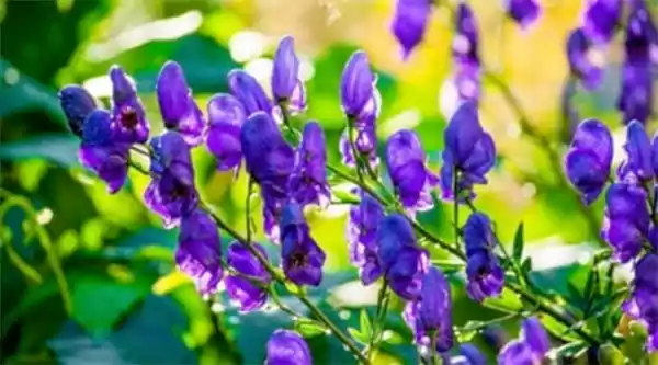 Monkshood