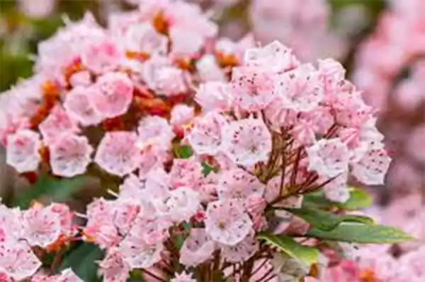Mountain Laurel