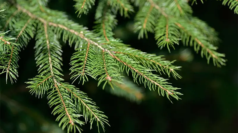 Norway Spruce