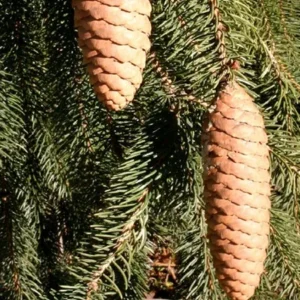 Norway Spruce