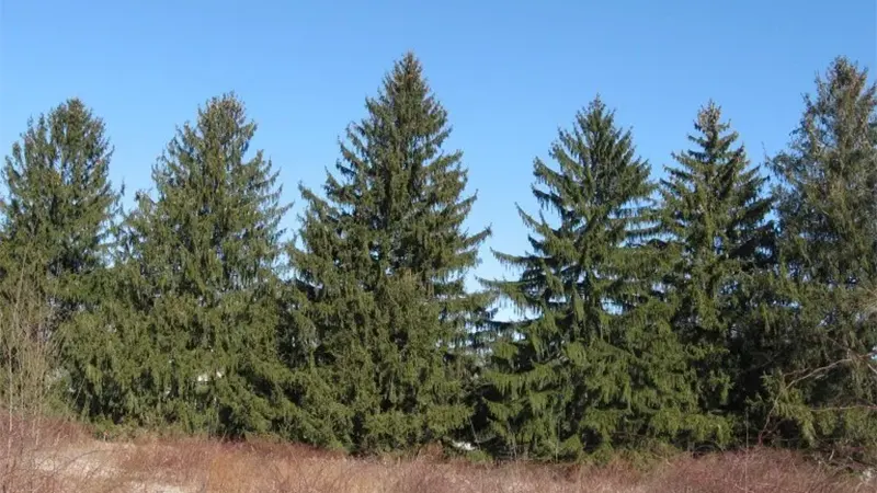 Norway Spruce