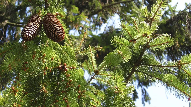 Norway Spruce