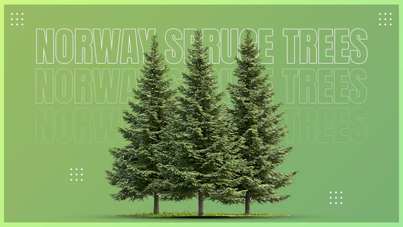 Norway Spruce Trees