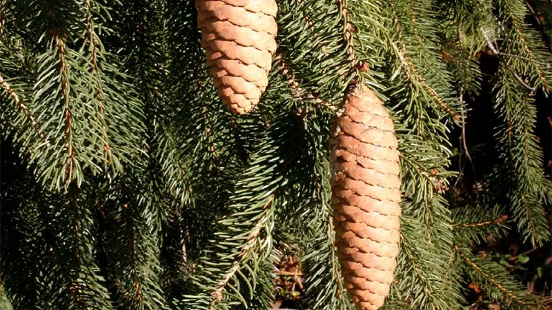 Norway Spruce