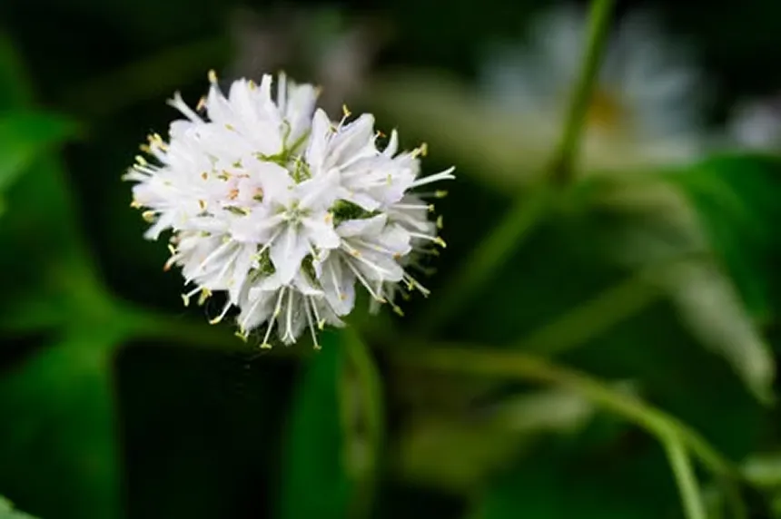 Pachysandra Flower 