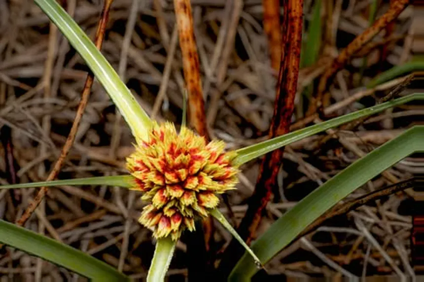 Pandanus