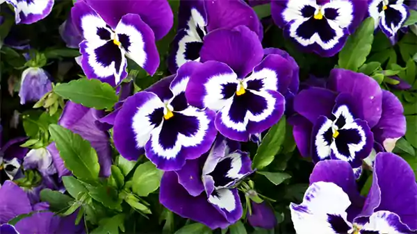 Pansy
