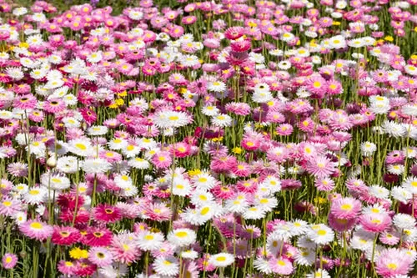 Paper Daisy