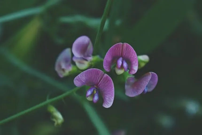 Partridge Pea