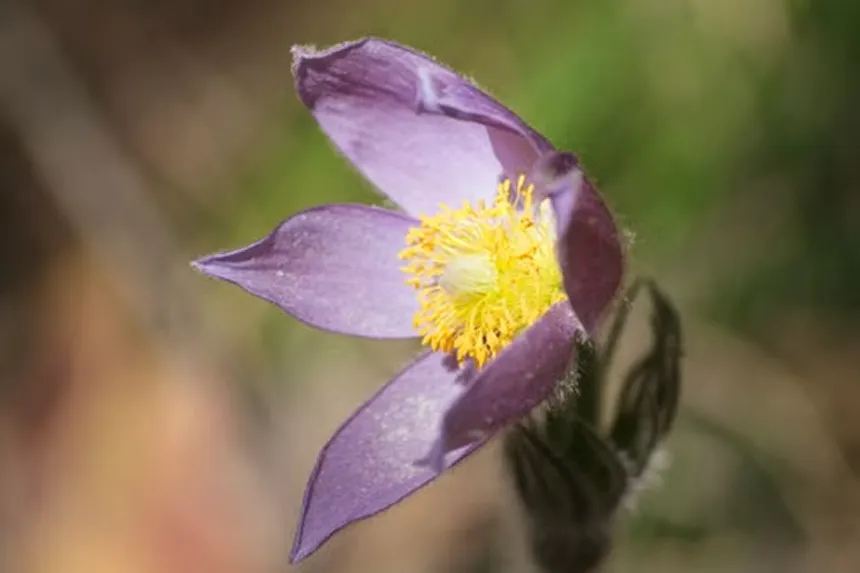 Pasque Flower