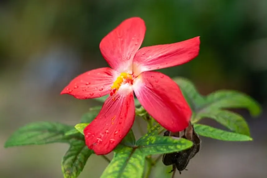 Pavonia