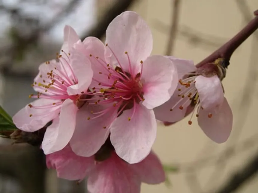 Peach Blossom