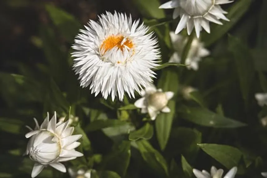 Pearly Everlasting