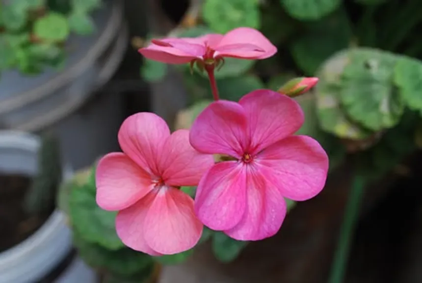 Pelargonium