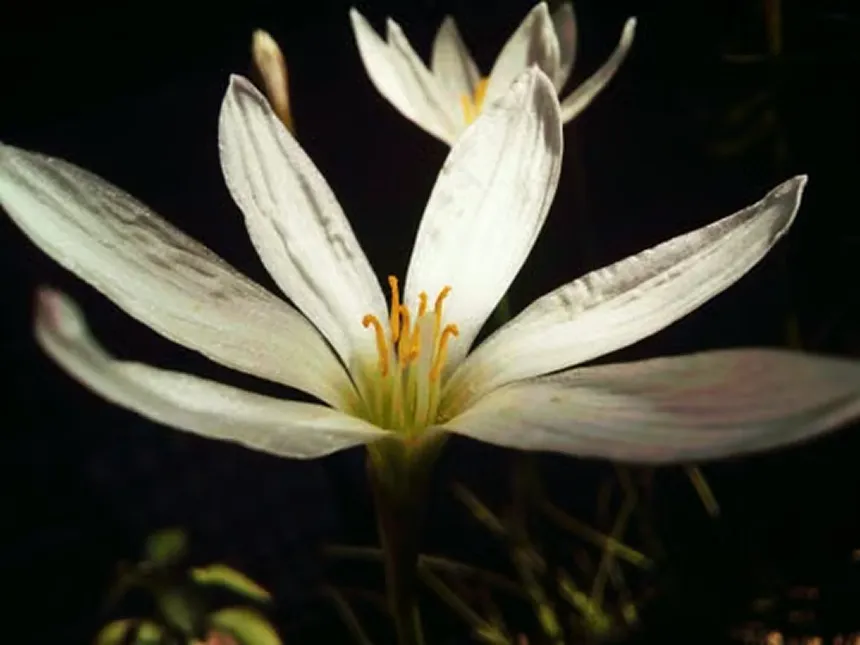 Peliosanthes