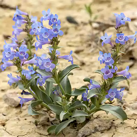 Penstemon