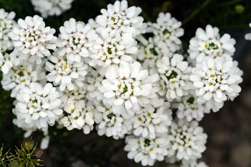 Persian Candytuft