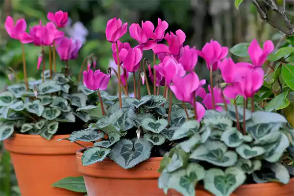 Persian Cyclamen