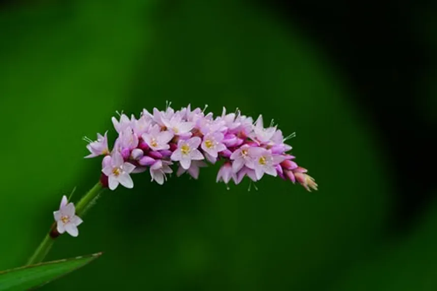 Persicaria virginiana