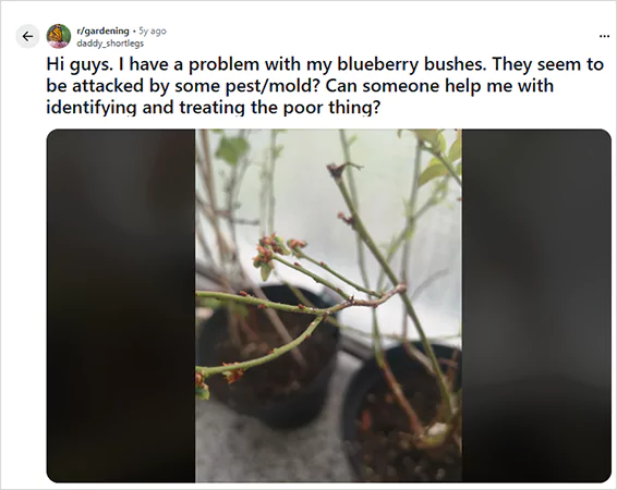 Pest Infestation on Blueberry Bush