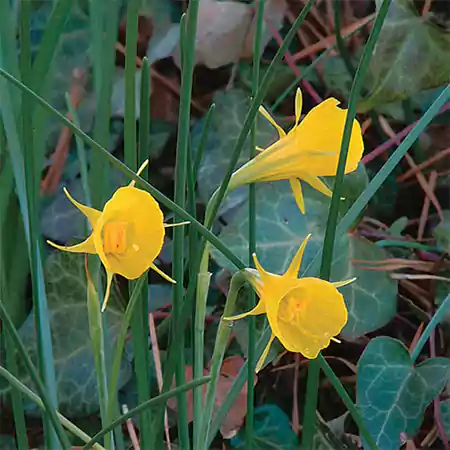 Petticoat Daffodil