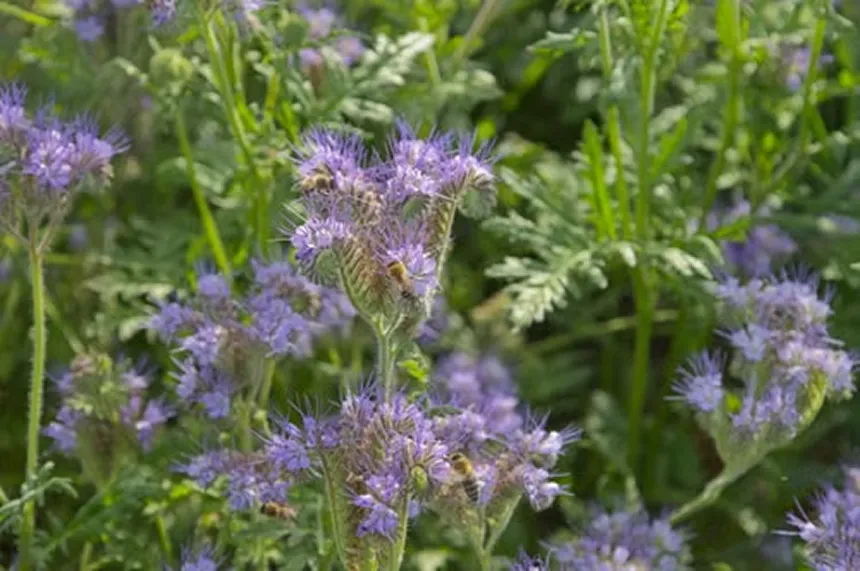 Phacelia