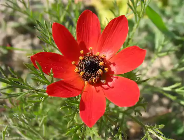 Pheasants Eye