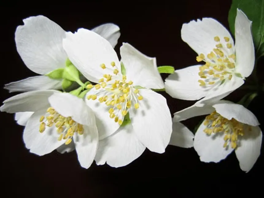 Philadelphus