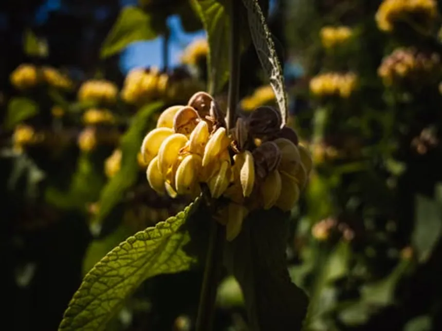 Phlomis
