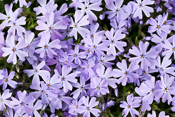 Phlox