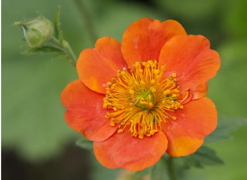 Pimpernel